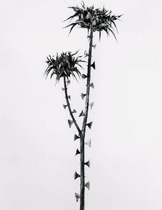 a black and white photo of a tall plant with lots of butterflies on it's leaves