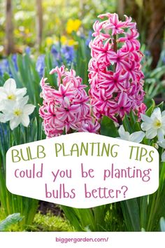 pink and white flowers with text that says, bulb planting tips could you be planning bulbs better?