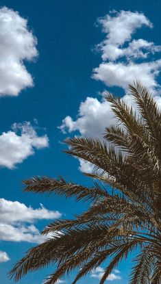 a palm tree is shown against a blue sky with fluffy white clouds in the background