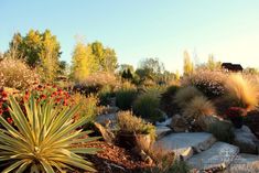 an outdoor garden with rocks, plants and flowers in the foreground is a cow