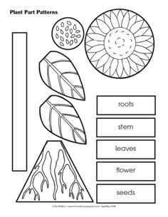 the plant parts worksheet is shown in black and white, with an image of leaves