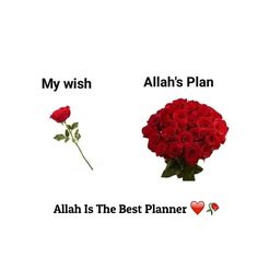 two roses with the words, my wish, and allaah's plan