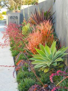 an assortment of colorful plants in front of a building