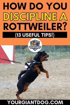 How do you discipline a rottweiler (13 Useful Tips!) Rottweiler Puppy Training, Rottweiler Care, Baby Rottweiler, Powerful Animals, Rottweiler Facts, Rottweiler Training, German Rottweiler