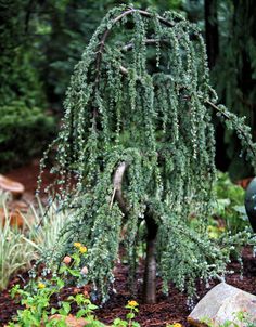 a very pretty green tree in the middle of some plants