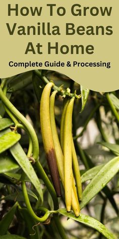 how to grow vanilla beans at home - complete guide and processing tips for beginners