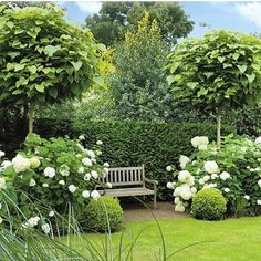 an image of a bench in the middle of some bushes and trees with white flowers