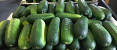 a pile of cucumbers sitting next to each other