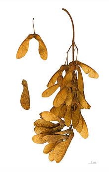 some brown leaves are hanging from a branch