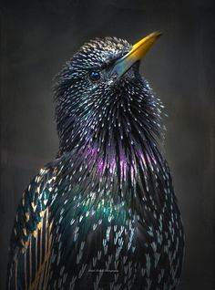 a close up of a bird with feathers on it's head and neck, sitting in front of a black background