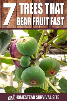 some green fruit hanging from a tree with the words 7 trees that bear fruit fast