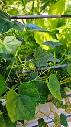 some green plants growing on the side of a metal rail in a garden area with lots of leaves