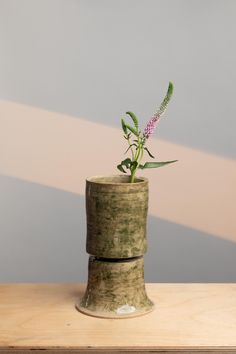 a plant in a pot on a wooden table