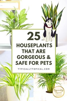 houseplants that are gorgeous and safe for pets