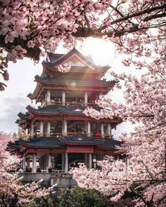 the pagoda is surrounded by cherry blossom trees