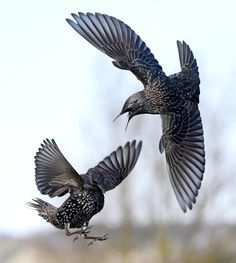 two black birds flying next to each other