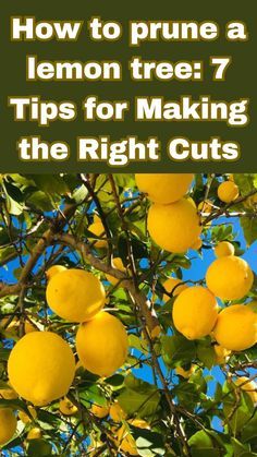 lemon tree with the words how to prune a lemon tree 7 tips for making the right cuts