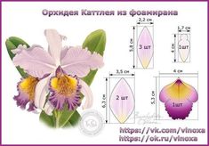 an image of flowers with measurements for each blooming plant in russian language and english