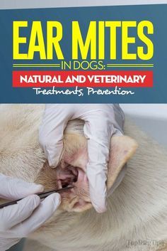 the cover of ear mitts in dogs'natural and veterinary treatments, with an image of a dog being examined