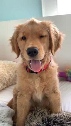 a brown dog sitting on top of a bed