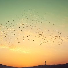 a flock of birds flying in the sky at sunset