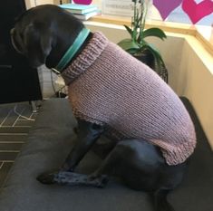 a dog wearing a sweater sitting on a couch