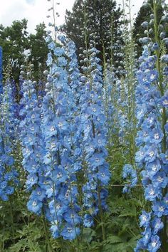 blue flowers are growing in the grass near trees