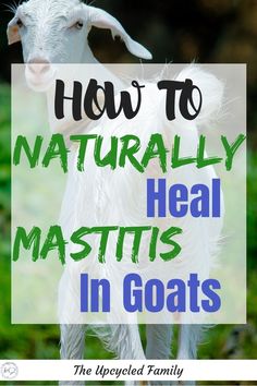 a goat with the words how to naturally heal in goats on it's back