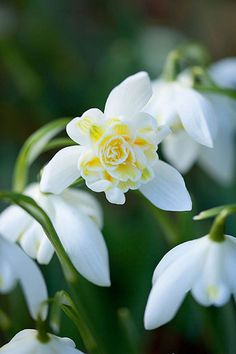 some white and yellow flowers with green stems