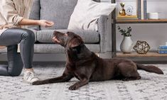 a woman sitting on the floor next to a brown dog with it's mouth open