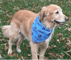 a brown dog wearing a blue bandana standing on top of a grass covered field