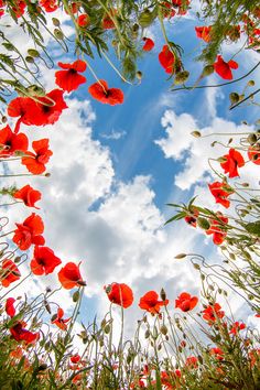 the words god is love, 1 john 4 8 with red poppies and blue sky