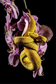 a yellow and purple snake curled up on some orchids