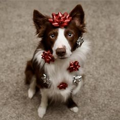 a brown and white dog with red bows on its head sitting in the middle of carpet