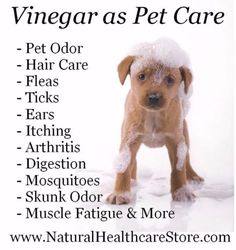 a dog with snow on it's head and the words vinegar as pet care