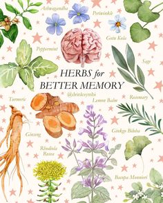 herbs for better memory poster with watercolor illustrations