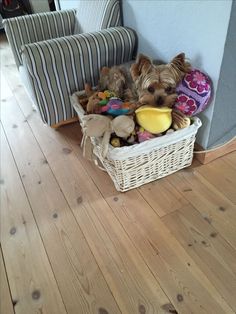 a small dog sitting in a basket on the floor