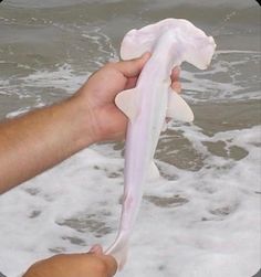 a person is holding an object in the water at the beach while someone holds it up