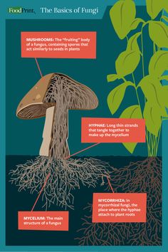 the anatomy of a mushroom and its parts info sheet on how to grow mushrooms in your garden