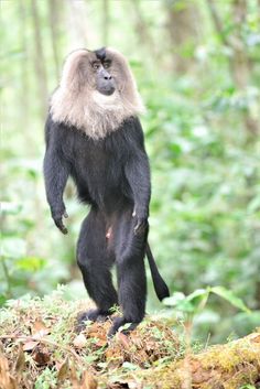 a monkey standing on top of a lush green forest