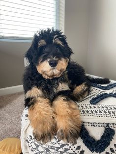 a black and brown dog sitting on top of a bed