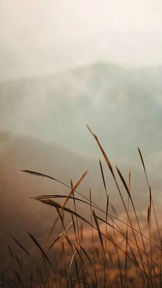 the grass is blowing in the wind with mountains in the background