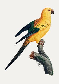 a yellow and green bird sitting on top of a tree branch next to a white background