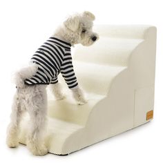 a small white dog wearing a striped shirt and standing on top of a set of stairs