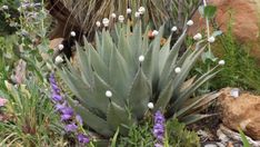 a large green plant with white flowers in the middle of some rocks and plants next to it