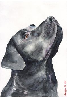 a watercolor painting of a black dog's head looking up to the sky