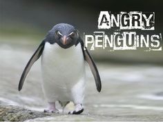 a penguin with angry penguins written on it