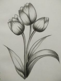 a pencil drawing of three flowers on paper