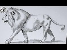 How To Draw A Lion In Pencil Step by Step and Easy - YouTube