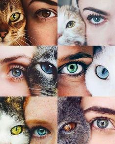 several different colored eyes are shown in this collage with one woman's face and the other cat's head